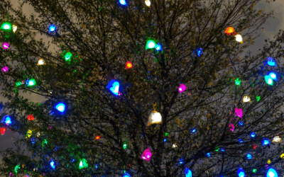 Holiday Tree Lightings and Light Displays in Charlotte, NC