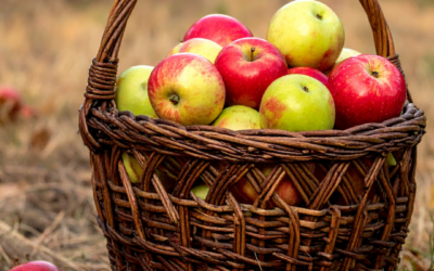 Apple Picking Season 2026