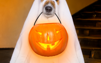Trick or Treat! Halloween Fun in Charlotte